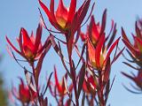 UCSC Arboretum 021
